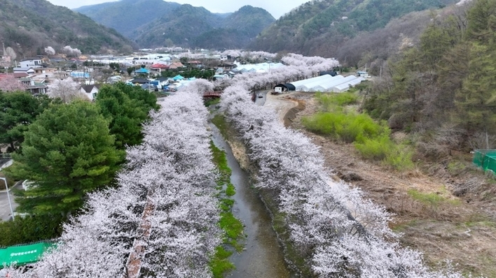 벚꽃 절정 맞은 강원…주요 명소마다 나들이객 북적